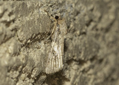 Spodoptera frugiperda