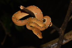 Corallus batesii