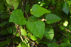 Mallotus repandus
