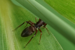 Salticinae
