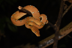 Corallus batesii