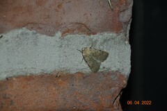 Caradrina clavipalpis