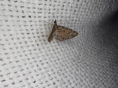 Pasiphilodes testulata