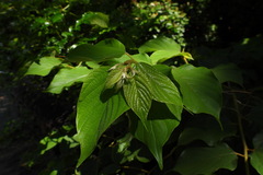 Callicarpa formosana