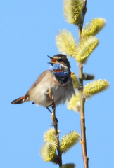 Luscinia svecica