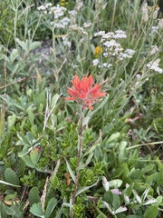 Castilleja rupicola