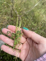 Thymus pulegioides