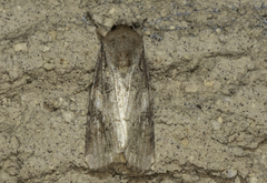 Spodoptera frugiperda