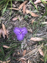 Thysanotus