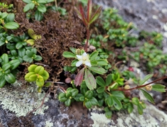 Sibbaldiopsis tridentata