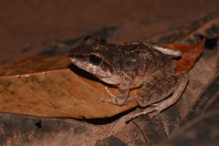 Pristimantis fenestratus