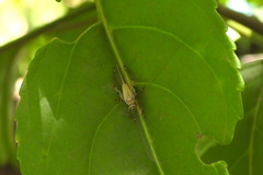 Svistella bifasciata