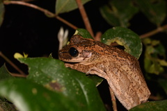 Osteocephalus taurinus