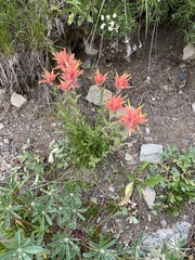 Castilleja rupicola