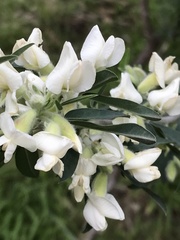 Chamaecytisus prolifer