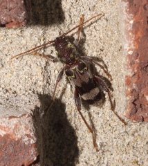 Xylotrechus colonus