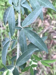 Chamaecytisus prolifer