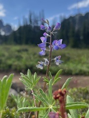 Lupinus arcticus
