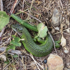 Lacerta bilineata