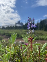 Lupinus arcticus