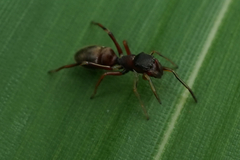Salticinae