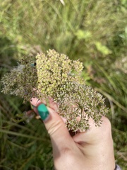 Selinum carvifolia