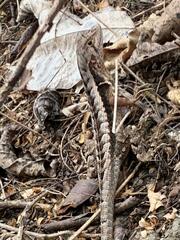 Stenocercus iridescens