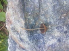 Parasola conopilea
