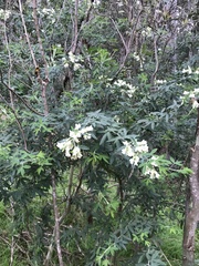 Chamaecytisus prolifer