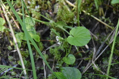 Viola macloskeyi