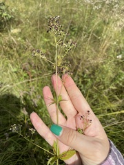 Galium boreale