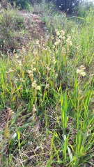 Pterygodium catholicum