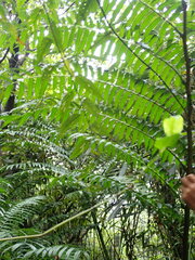 Angiopteris lygodiifolia