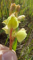 Pterygodium catholicum