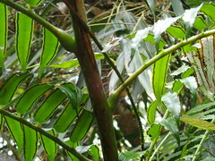 Angiopteris lygodiifolia