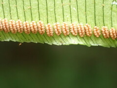 Angiopteris lygodiifolia
