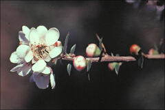 Leptospermum scoparium