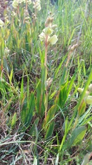 Pterygodium catholicum