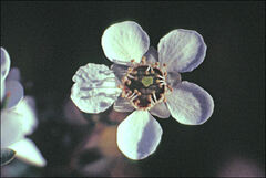 Leptospermum scoparium
