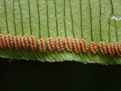 Angiopteris lygodiifolia