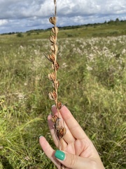 Gladiolus imbricatus