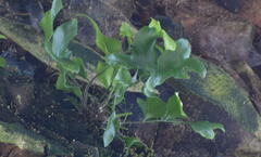 Microsorum pustulatum pustulatum