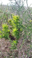 Aspalathus cordata