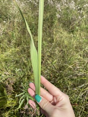 Gladiolus imbricatus