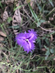 Thysanotus
