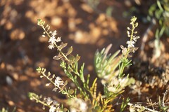 Lepidium phlebopetalum