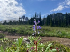 Lupinus arcticus