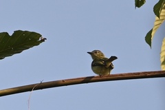 Tolmomyias