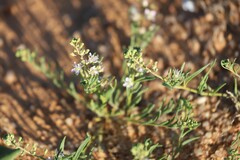 Lepidium phlebopetalum