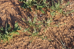 Lepidium phlebopetalum